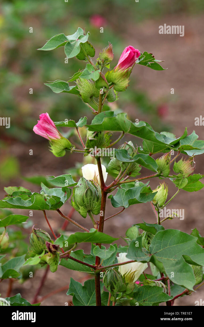 Le coton (Gossypium spec.), la floraison, l'Espagne, Andalousie Banque D'Images