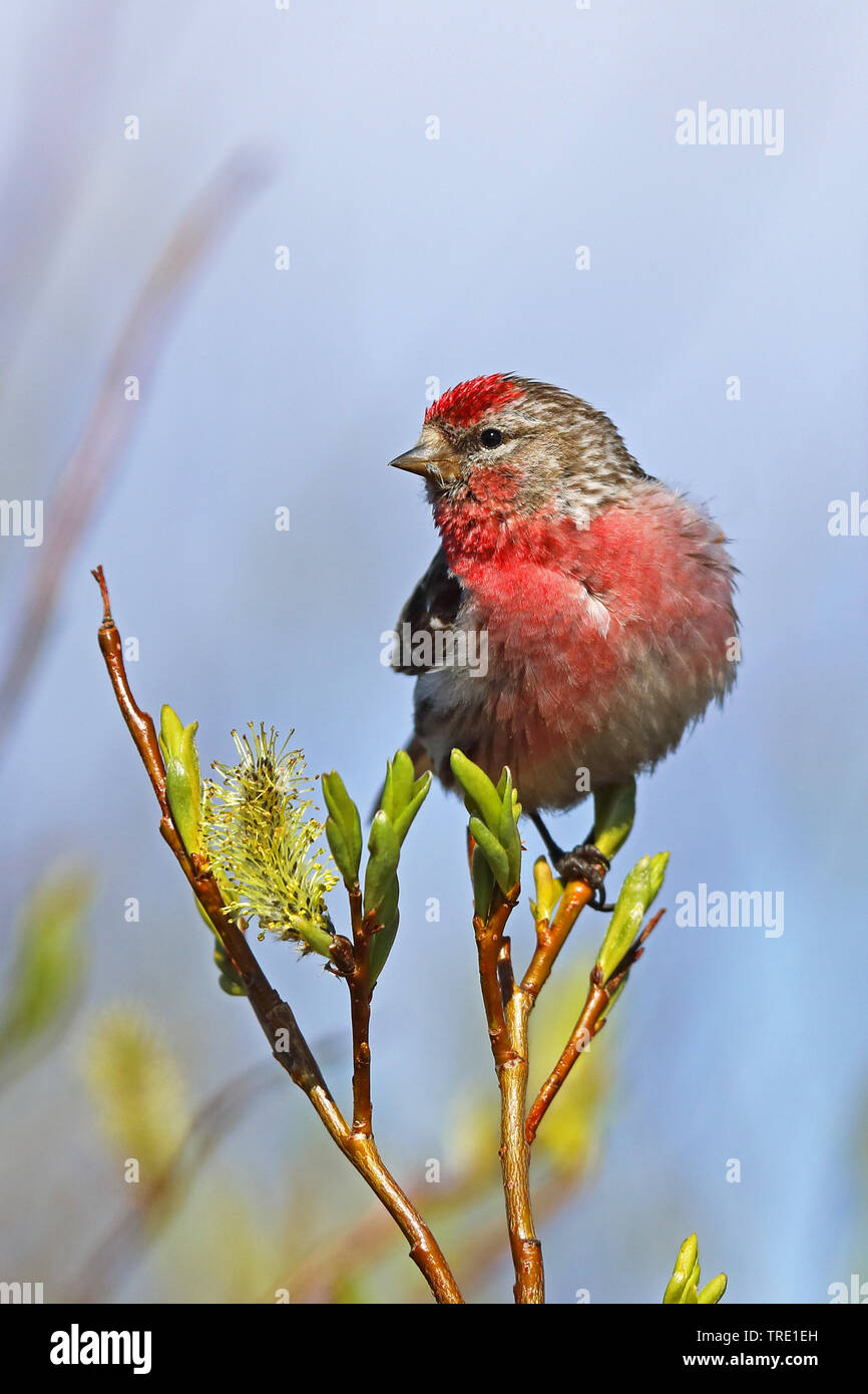 Sizerin flammé, Carduelis flammea Sizerin flammé (Acanthis flammea), mâle, sur un saule, le Varanger Banque D'Images
