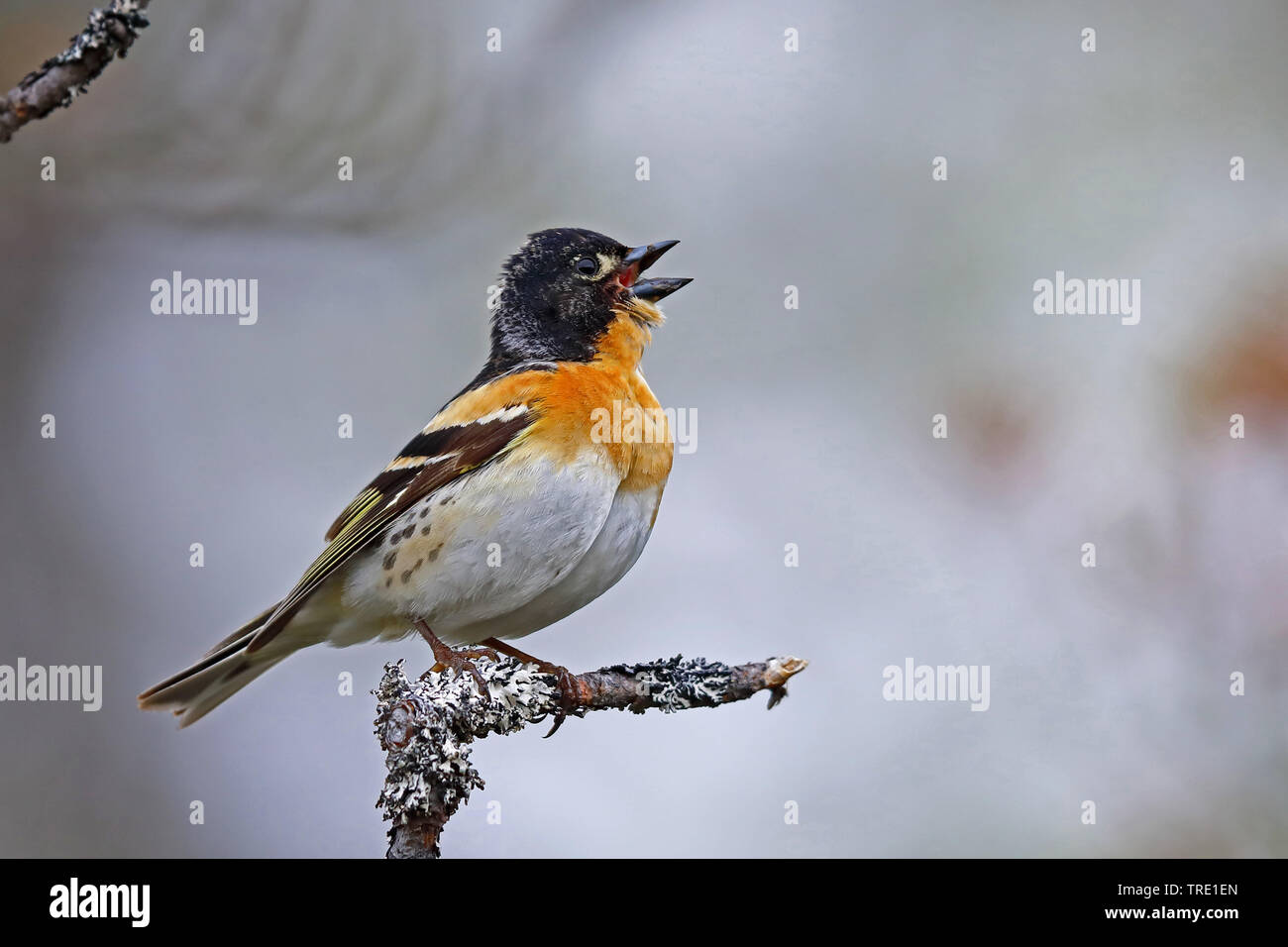 Pinson du nord (Fringilla montifringilla), chant masculin sur branch, Finlande, Pallas Yllaestunturi National Park Banque D'Images