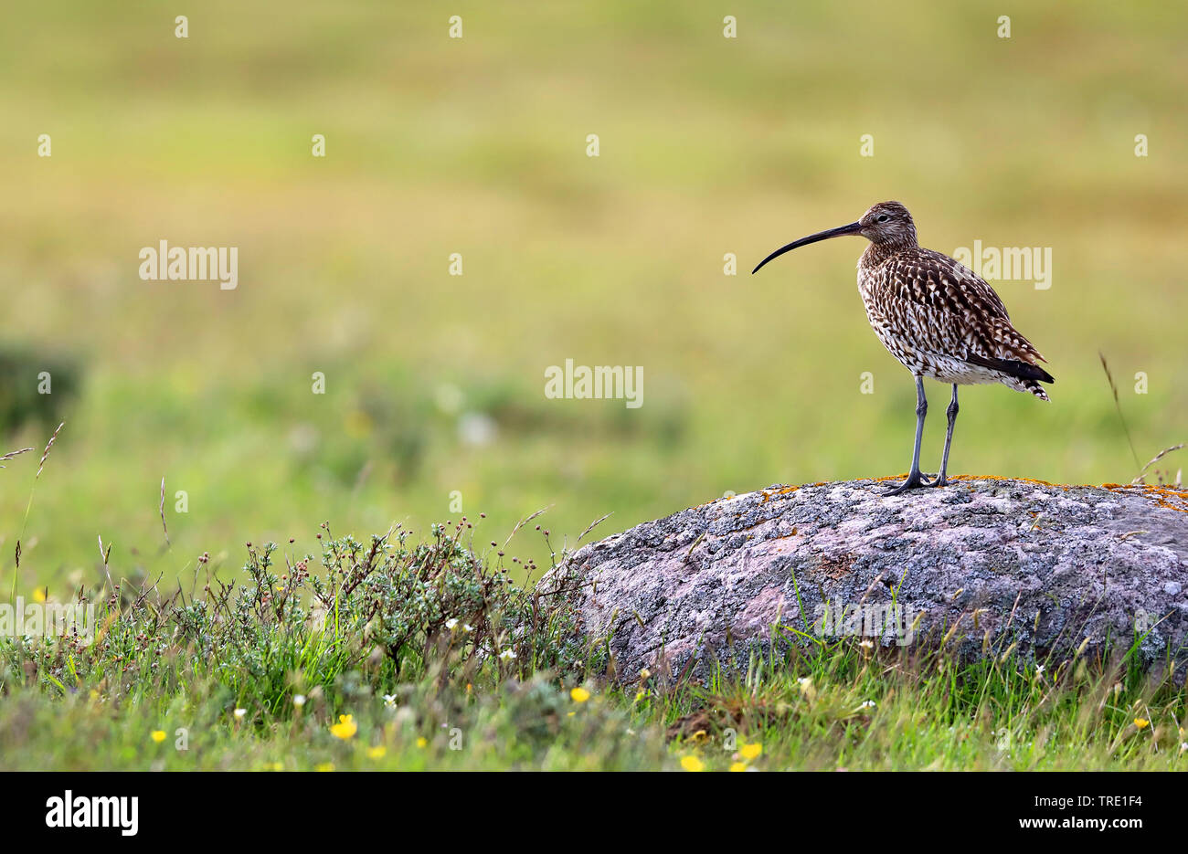 Western Curlew (Numenius arquata), sur une pierre dans un pré, en Suède, Oeland Banque D'Images