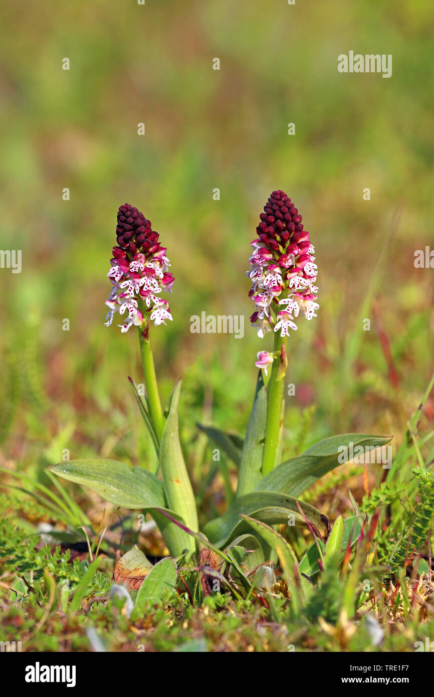 Orchid brûlé, Brûlé-tip, orchidée orchidées (Orchis brûlée astuce ustulata Neotinea ustulata,), la floraison, la Suède, l'Oeland Banque D'Images