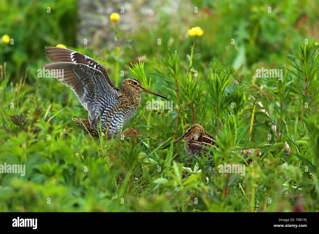 La bécassine double (Gallinago media), différend territorial de deux mâles, Suède, Laponie Banque D'Images