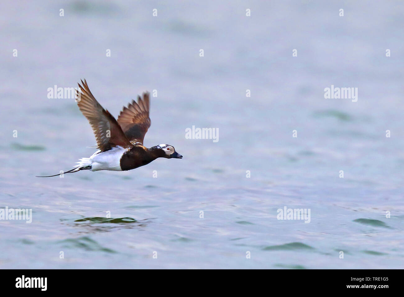 Le Harelde kakawi (Clangula hyemalis), battant des hommes, de la Norvège, de Batsfjord Banque D'Images