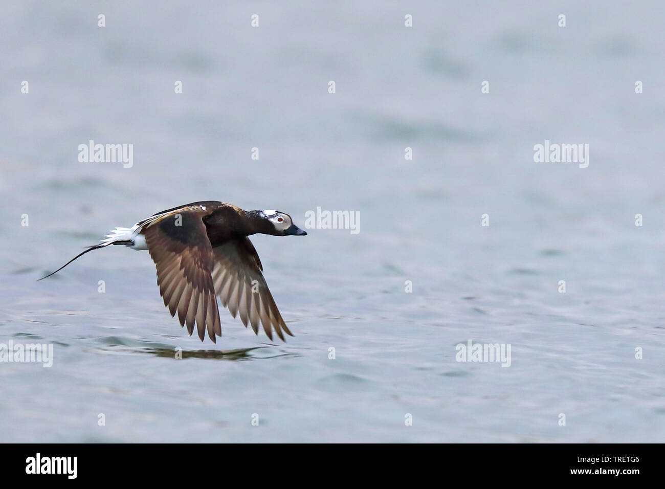 Le Harelde kakawi (Clangula hyemalis), battant des hommes, de la Norvège, de Batsfjord Banque D'Images