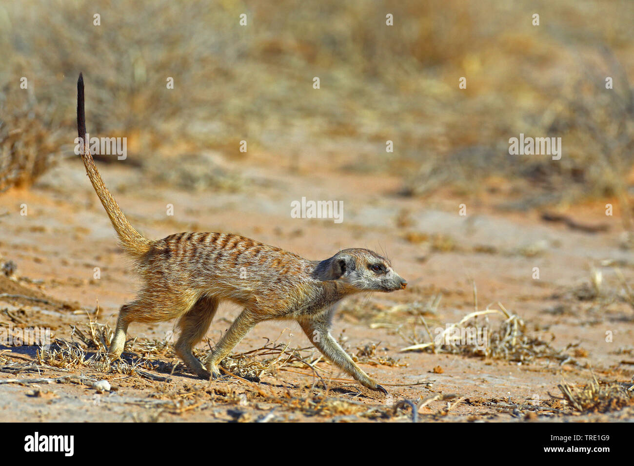 À queue fine, suricate (Suricata suricatta) suricates, marche à pied dans la savane, side view, Afrique du Sud, Kgalagadi Transfrontier National Park Banque D'Images