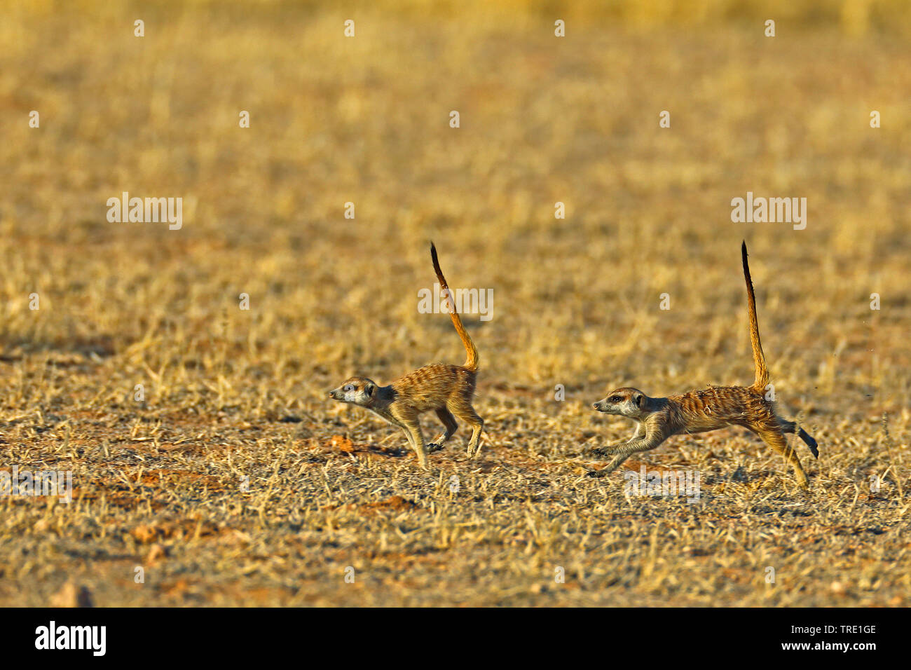 À queue fine, suricate (Suricata suricatta) suricates, exécutant deux suricates dans la savane, side view, Afrique du Sud, Kgalagadi Transfrontier National Park Banque D'Images