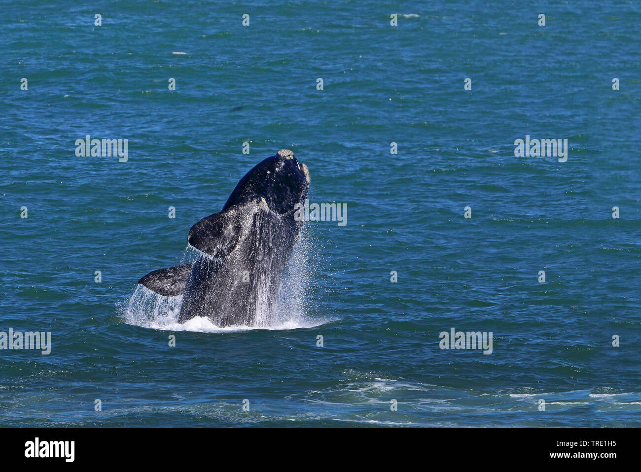 Baleine franche australe (Eubalaena australis, Balaena glacialis australis), sauter, Afrique du Sud Banque D'Images