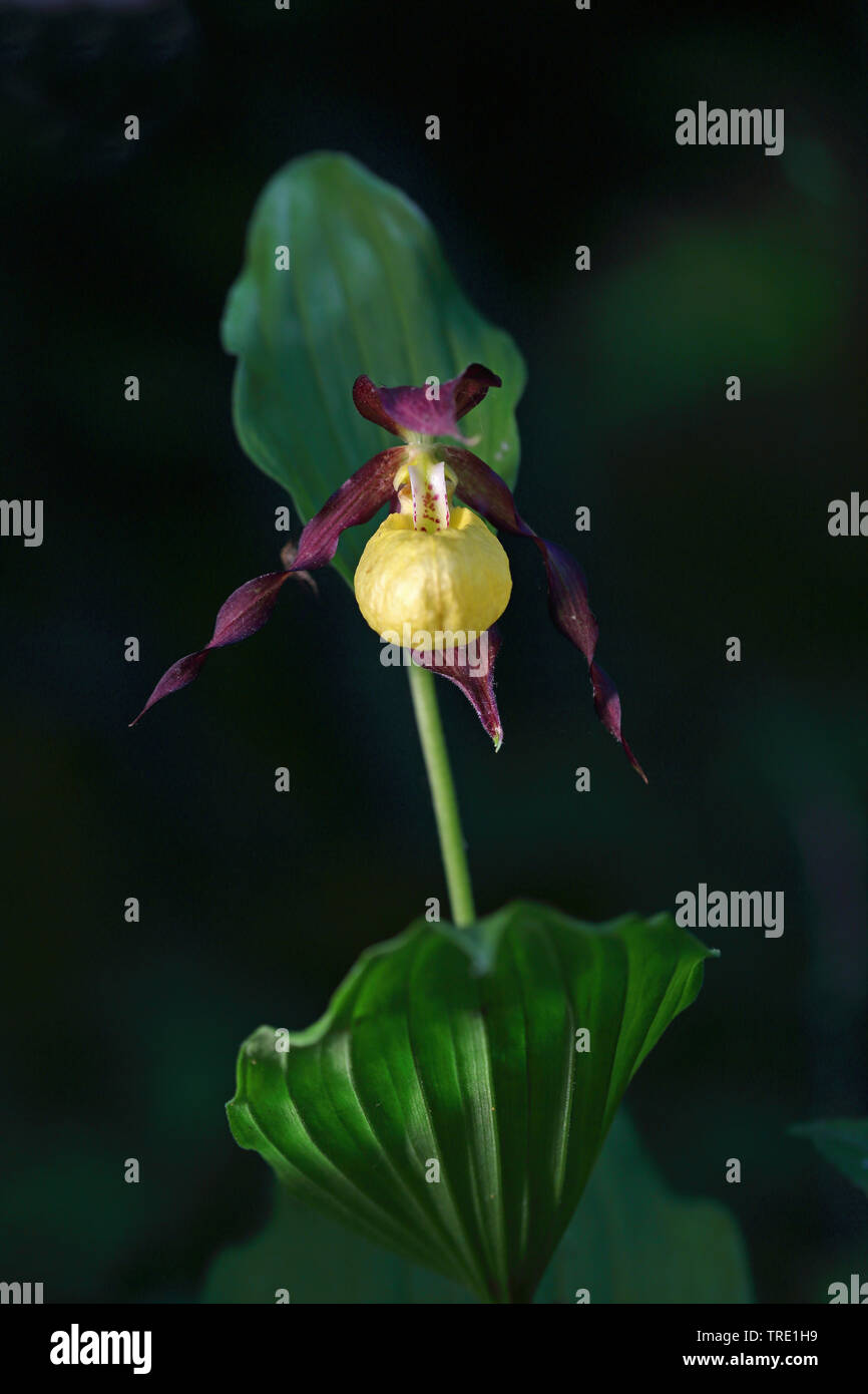 Lady's Slipper orchid (Cypripedium calceolus), la floraison, la Suède, l'Oeland Banque D'Images