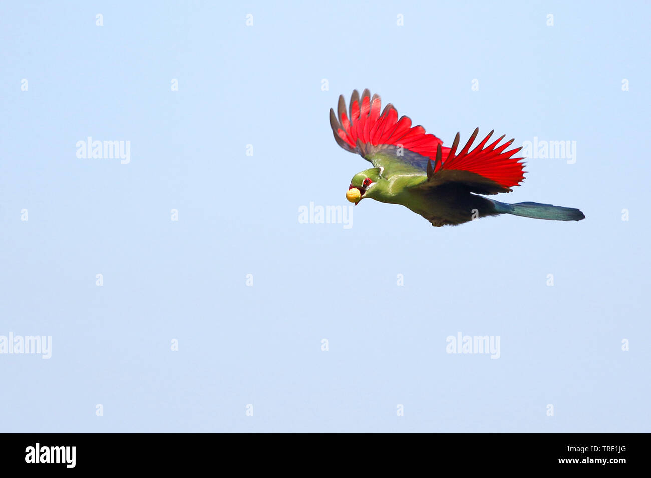 Touraco de Knysna, Knysna lourie (Tauraco corythaix), en vol avec des fruits dans le bec, Afrique du Sud, Western Cape, Wilderness National Park Banque D'Images