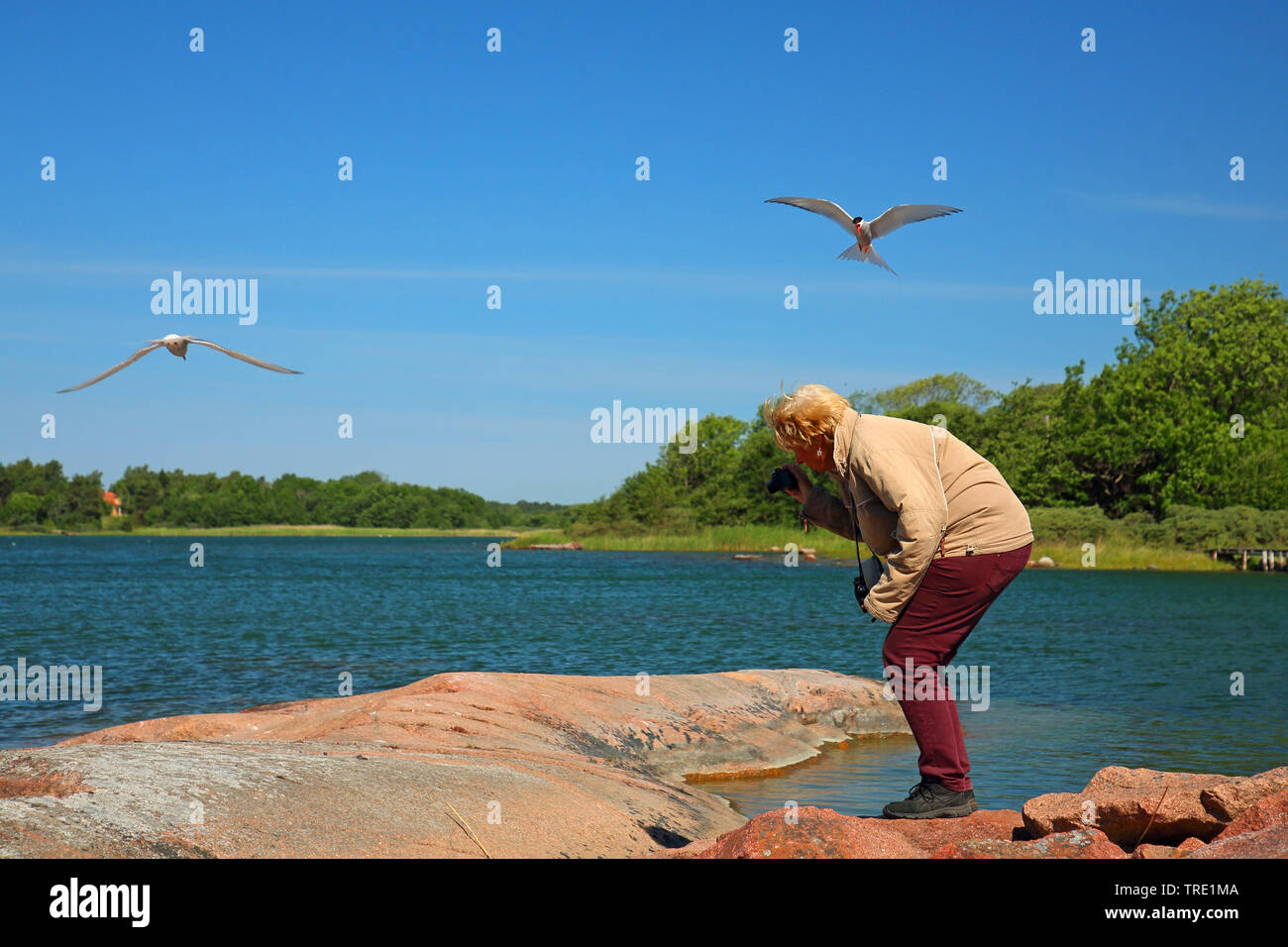 Sterne arctique (Sterna paradisaea), photographier une femme sterne arctique qui ne veut pas être photographié, Finlande, Italie Banque D'Images