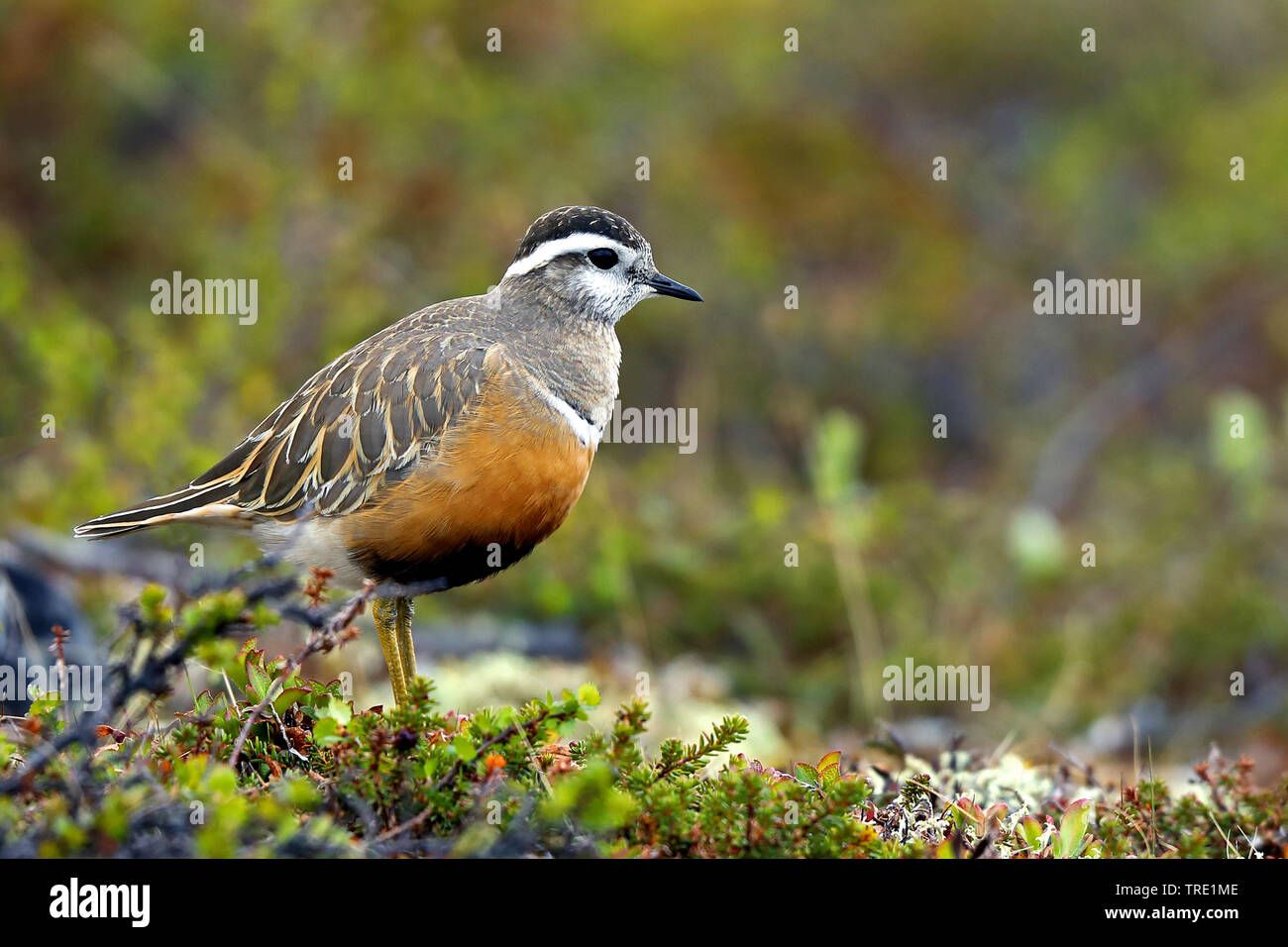 « Récent rapide, « récent (Charadrius morinellus, Eudromias morinellus), assis sur le sol, la Suède, l'Gaellivare Banque D'Images