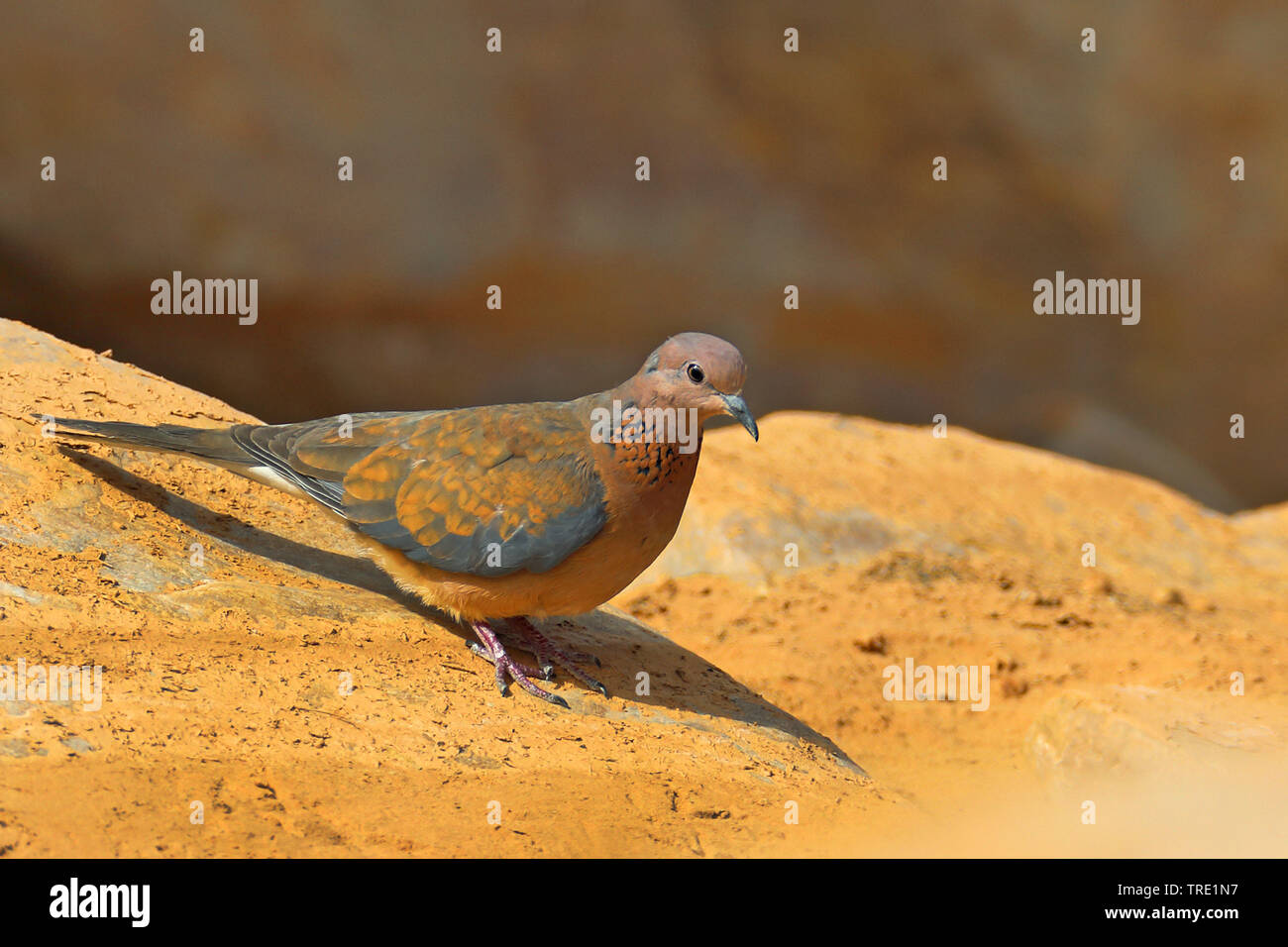 Laughing dove (Streptopelia senegalensis), assis sur un rocher, le Maroc, Tazzarine Banque D'Images