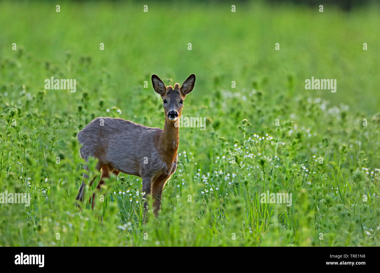 Le chevreuil (Capreolus capreolus), roebuck debout dans un champ dans le crépuscule, la Suède, l'Oeland Banque D'Images