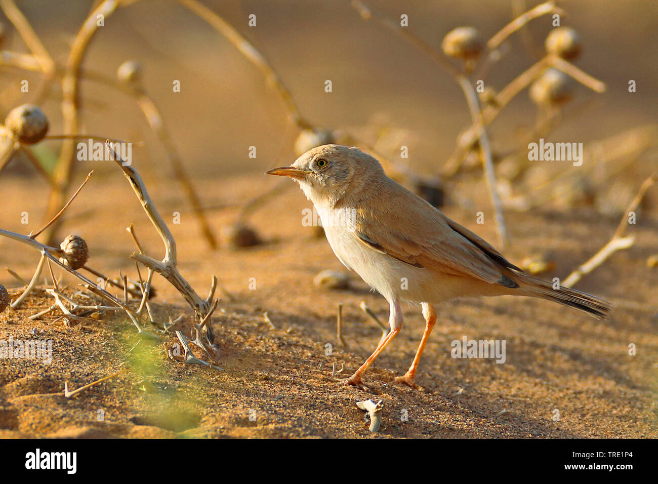 Désert africain orangée (Sylvia deserti), dans le désert, Maroc, Merzouga Banque D'Images