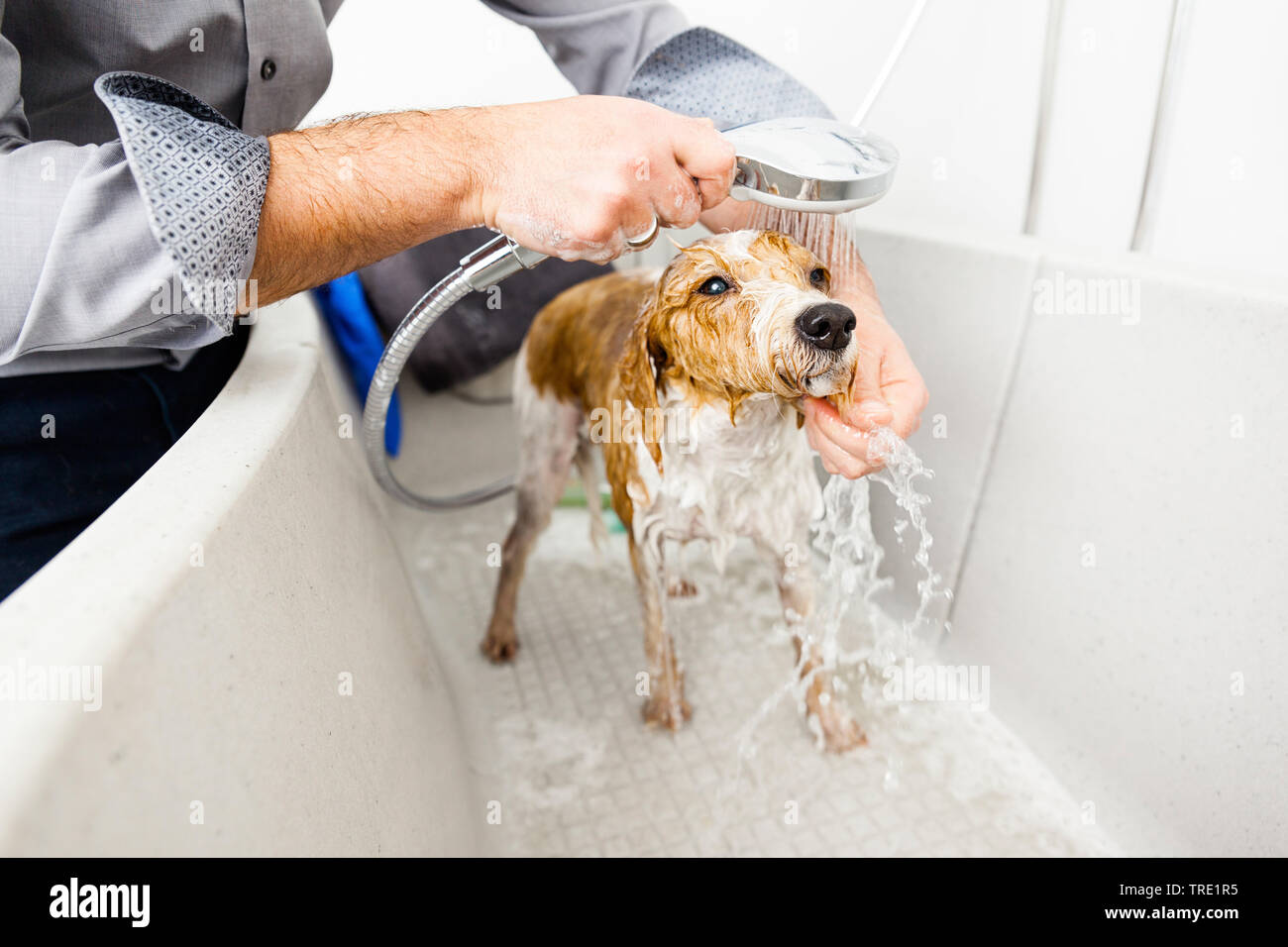 Chien domestique (Canis lupus f. familiaris), baignade un joli chien, Allemagne Banque D'Images