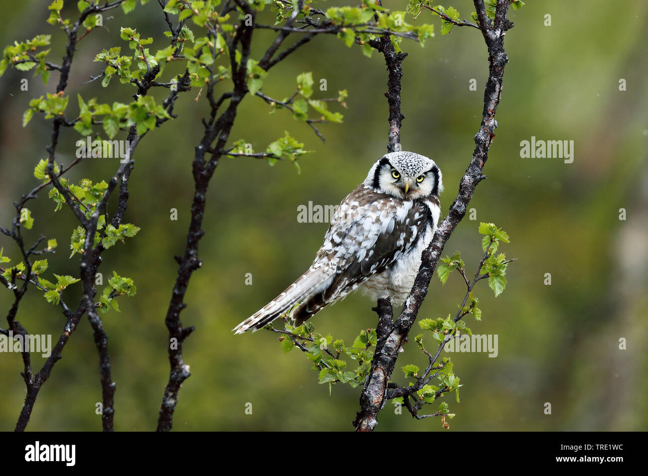 Chouette épervière (Surnia ulula), assis sur un bouleau, Suède, Laponie Banque D'Images