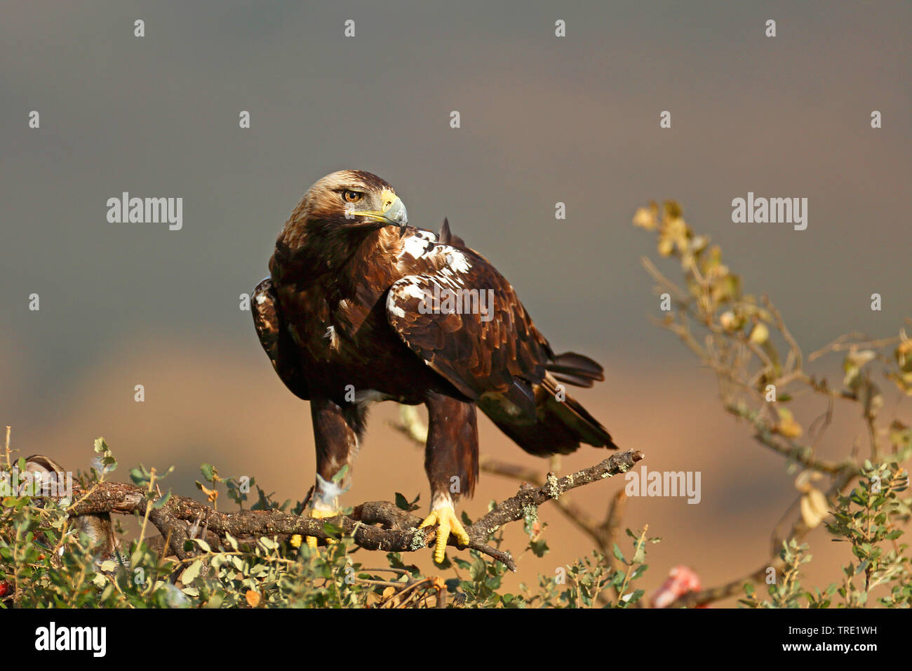 L'espagnol, l'aigle impérial l'aigle impérial ibérique, Adalbert's eagle (Aquila adalberti), assis sur un buisson, l'Espagne, de la Sierra de San Pedro Banque D'Images
