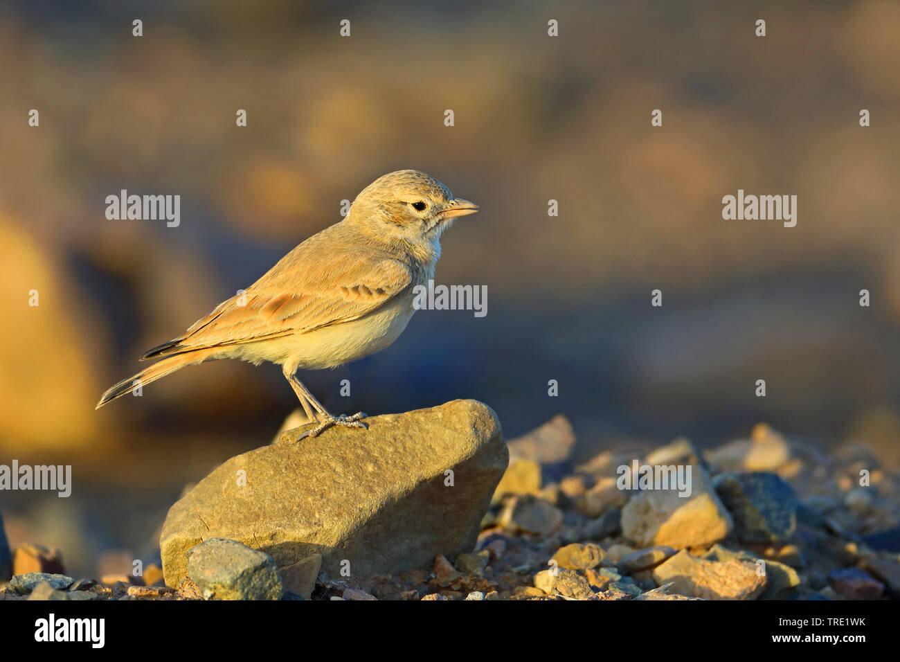 Desert lark (Ammomanes deserti), debout sur le terrain, au Maroc, Marrakech Banque D'Images