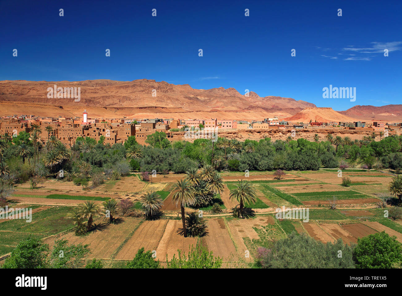 Ville oasis, Maroc, Tinghir Banque D'Images