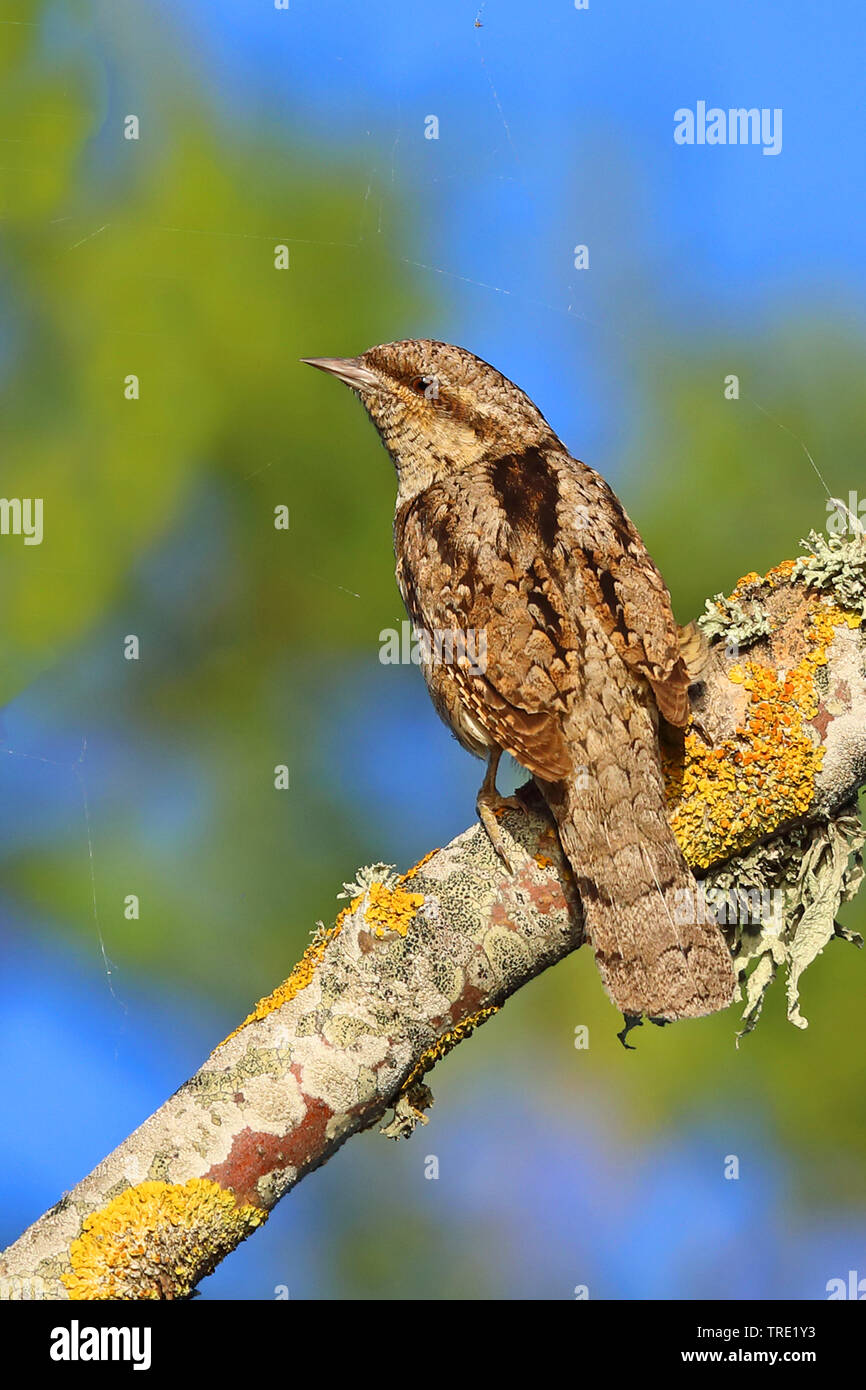 Le nord de fourmilier (Jynx torquilla), assis sur une branche, la Finlande, Italie Banque D'Images