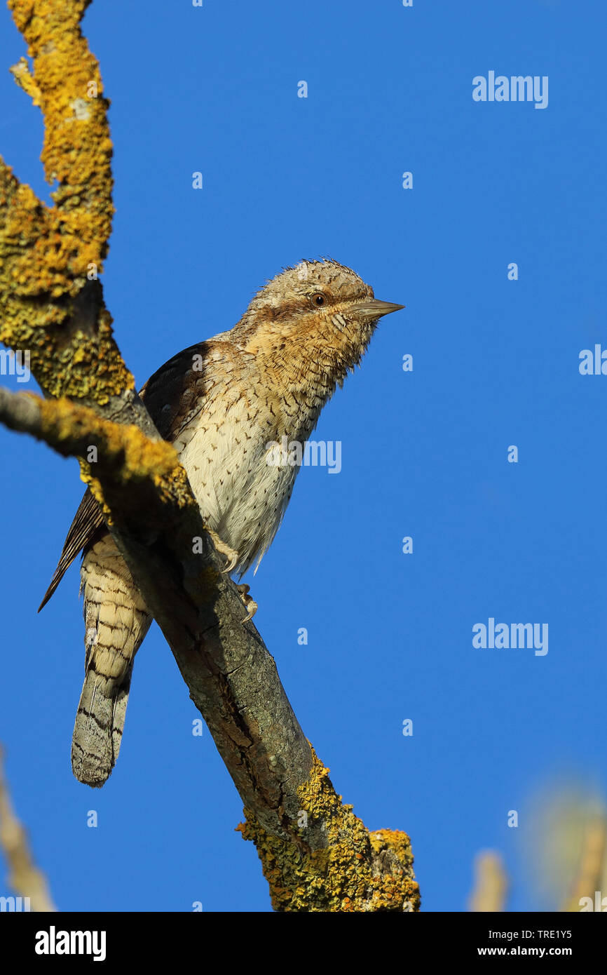 Le nord de fourmilier (Jynx torquilla), assis sur une branche, la Finlande, Italie Banque D'Images