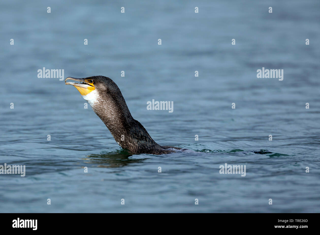 Grand Cormoran (Phalacrocorax carbo), nage avec la proie le maquereau, engloutissant les grandes proies, vue de côté, l'Islande Banque D'Images