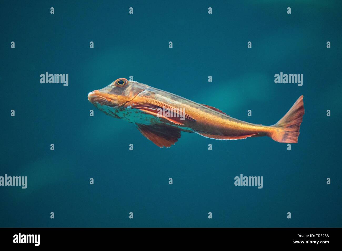 Grondin, sapphirine (Trigla lucerna Grondin, Chelidonichthys lucernus), natation Banque D'Images
