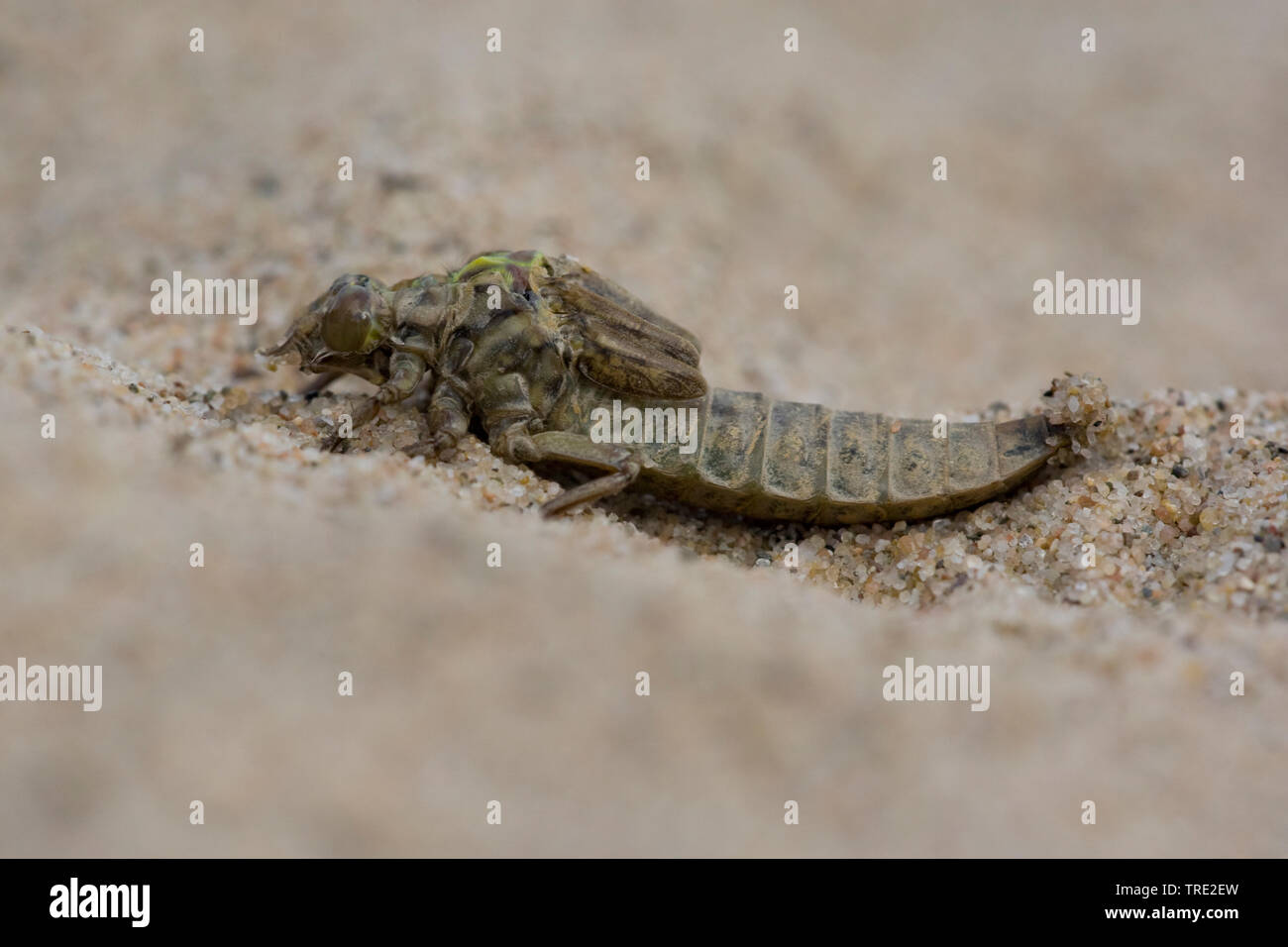 Gomphus flavipes gomphus (asiatique), l'éclosion d'une série asiatique gomphus, photo 3/12, Pays-Bas, Brabant-sept. Banque D'Images