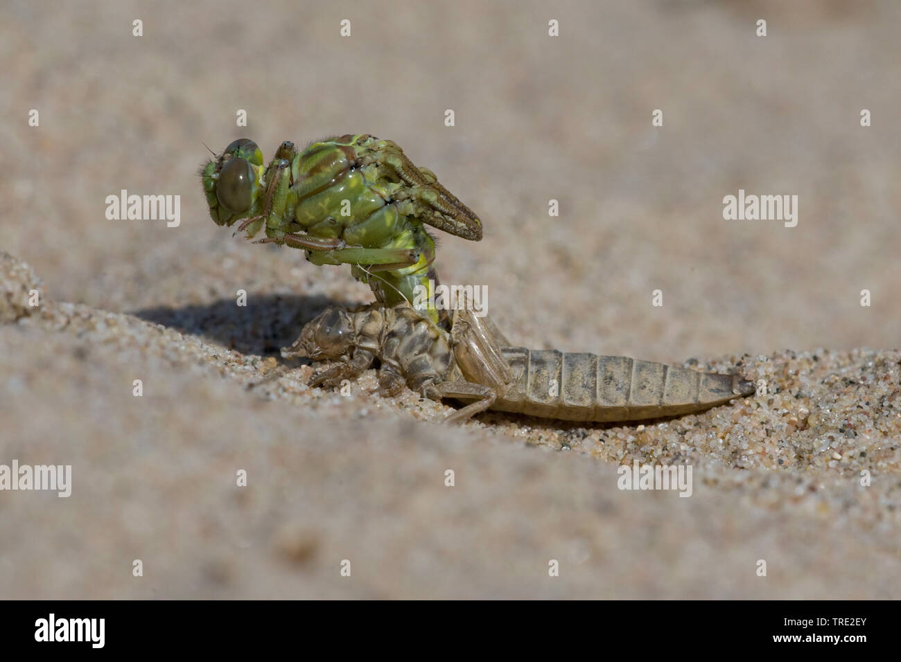 Gomphus flavipes gomphus (asiatique), l'éclosion d'une série asiatique gomphus, photo 6/12, Pays-Bas, Brabant-sept. Banque D'Images