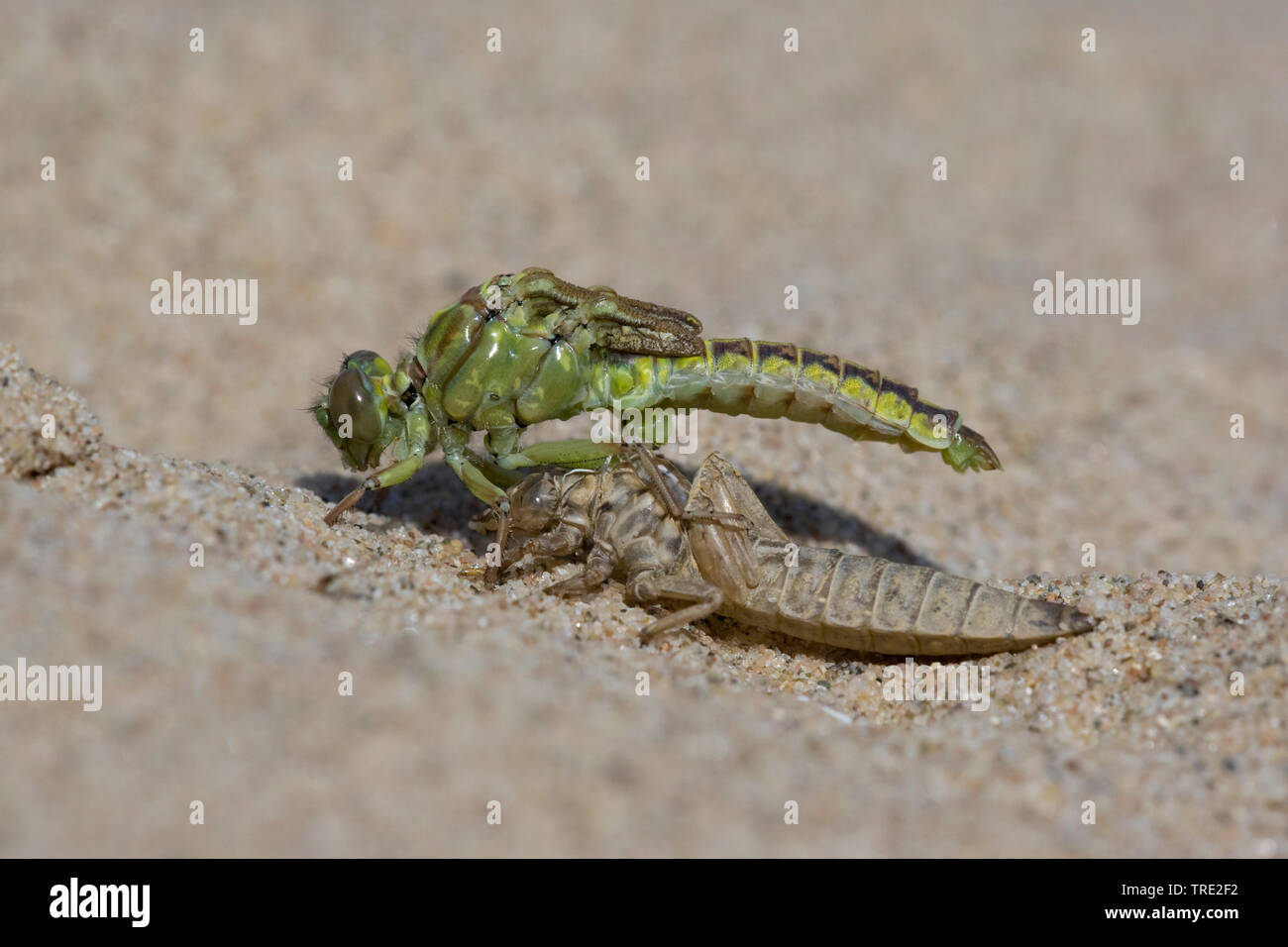 Gomphus flavipes gomphus (asiatique), l'éclosion d'une série asiatique gomphus, photo 8/12, Pays-Bas, Brabant-sept. Banque D'Images
