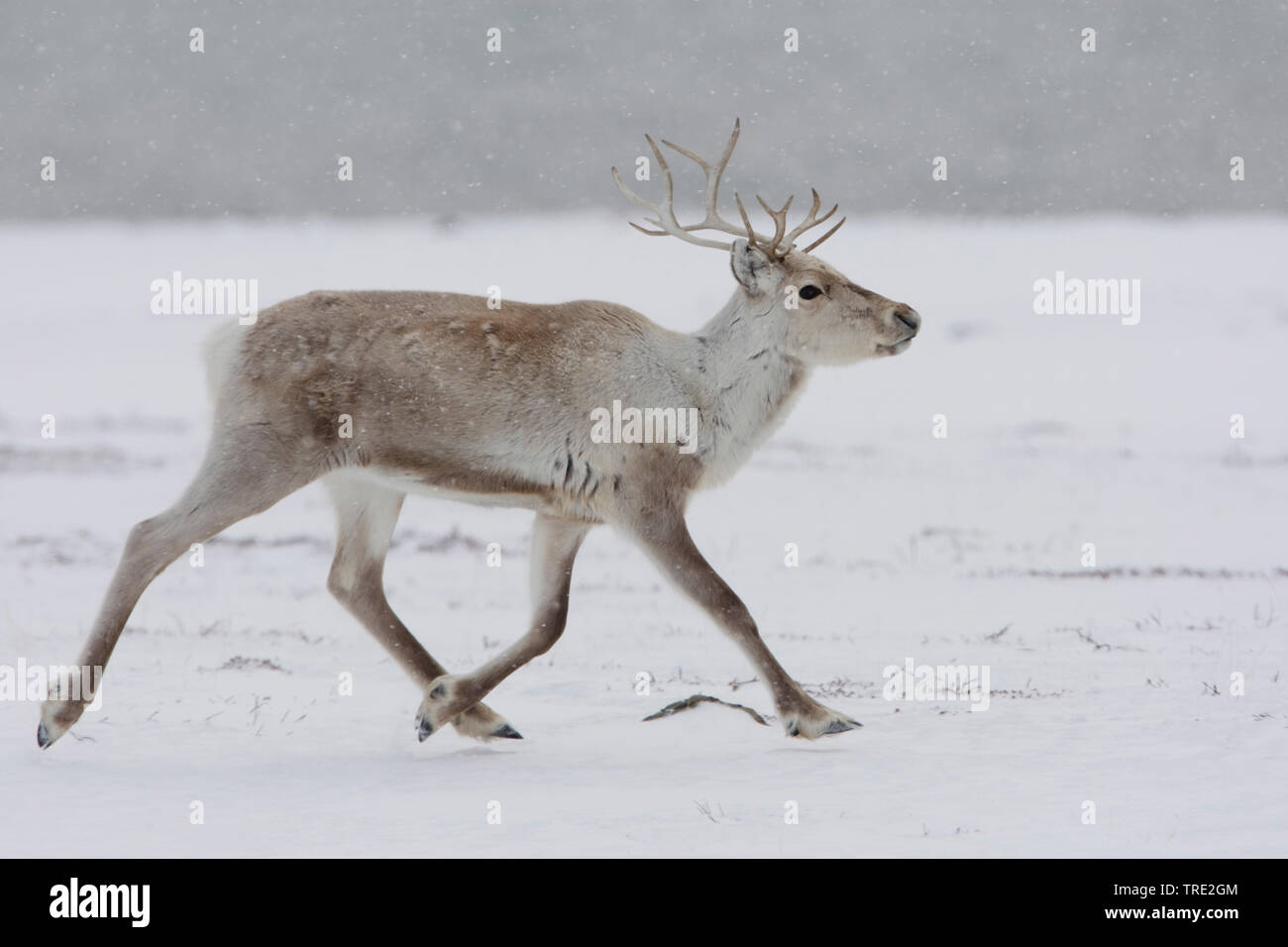 Renne européen, le caribou (Rangifer tarandus tarandus), en hiver, la fourrure, la Norvège Varangerfjord, Kiberg Banque D'Images