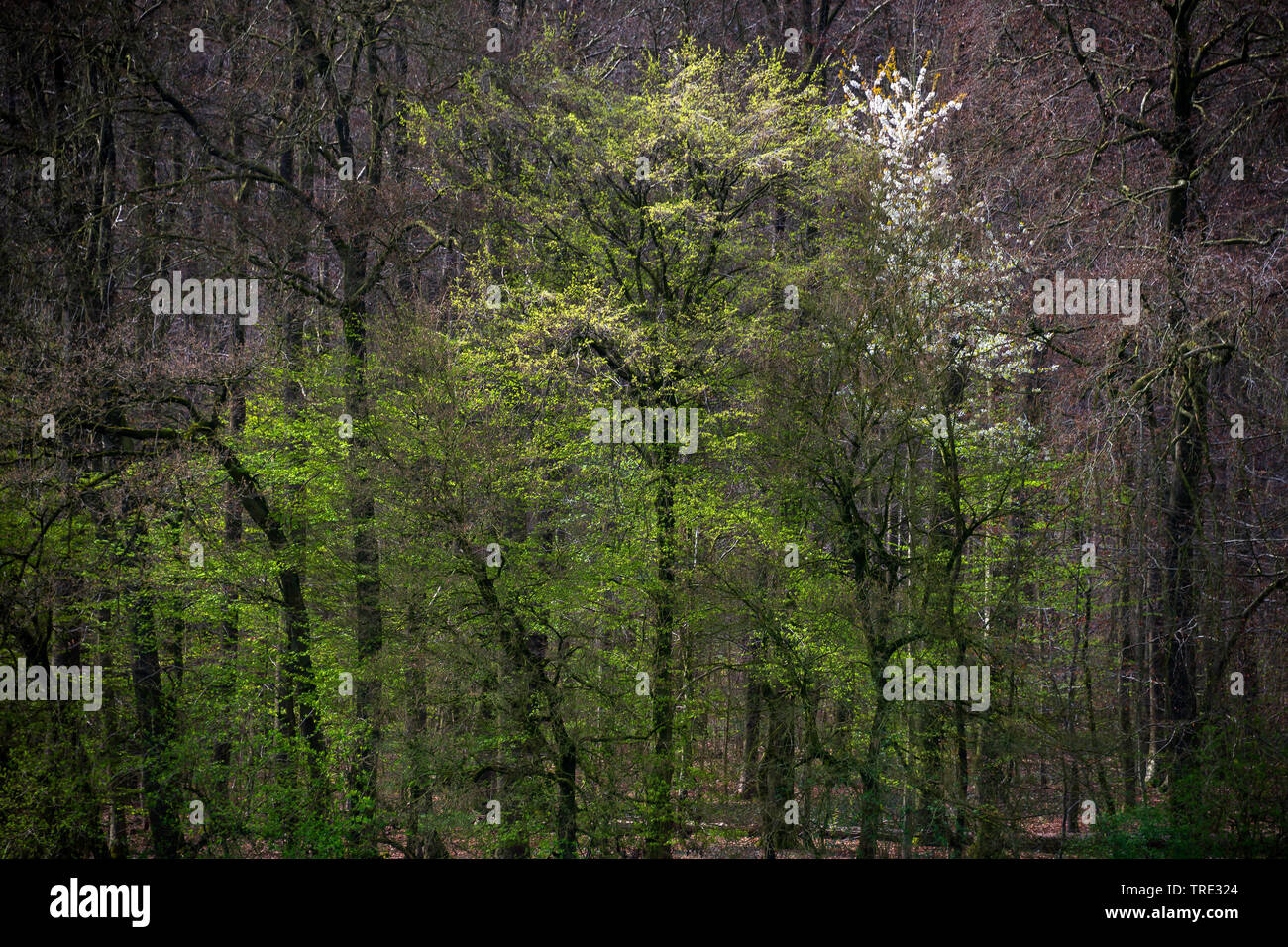 Cherry Tree, le cerisier (Prunus avium), de la forêt mixte au printemps de fleurs de cerisiers, Allemagne, Rhénanie du Nord-Westphalie Banque D'Images