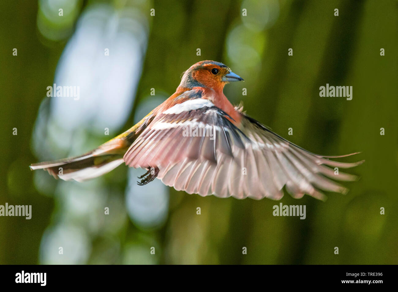 Chaffinch (Fringilla coelebs), en vol, vue de côté, l'Allemagne, Rhénanie du Nord-Westphalie Banque D'Images