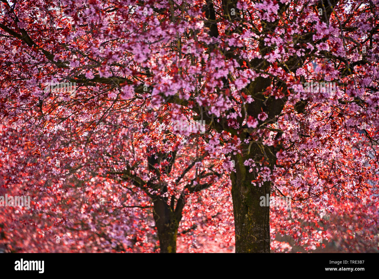 Cherry Plum, le Myrobolan prunier (Prunus cerasifera 'Nigra', Prunus cerasifera nigra), Allemagne, Rhénanie du Nord-Westphalie Banque D'Images