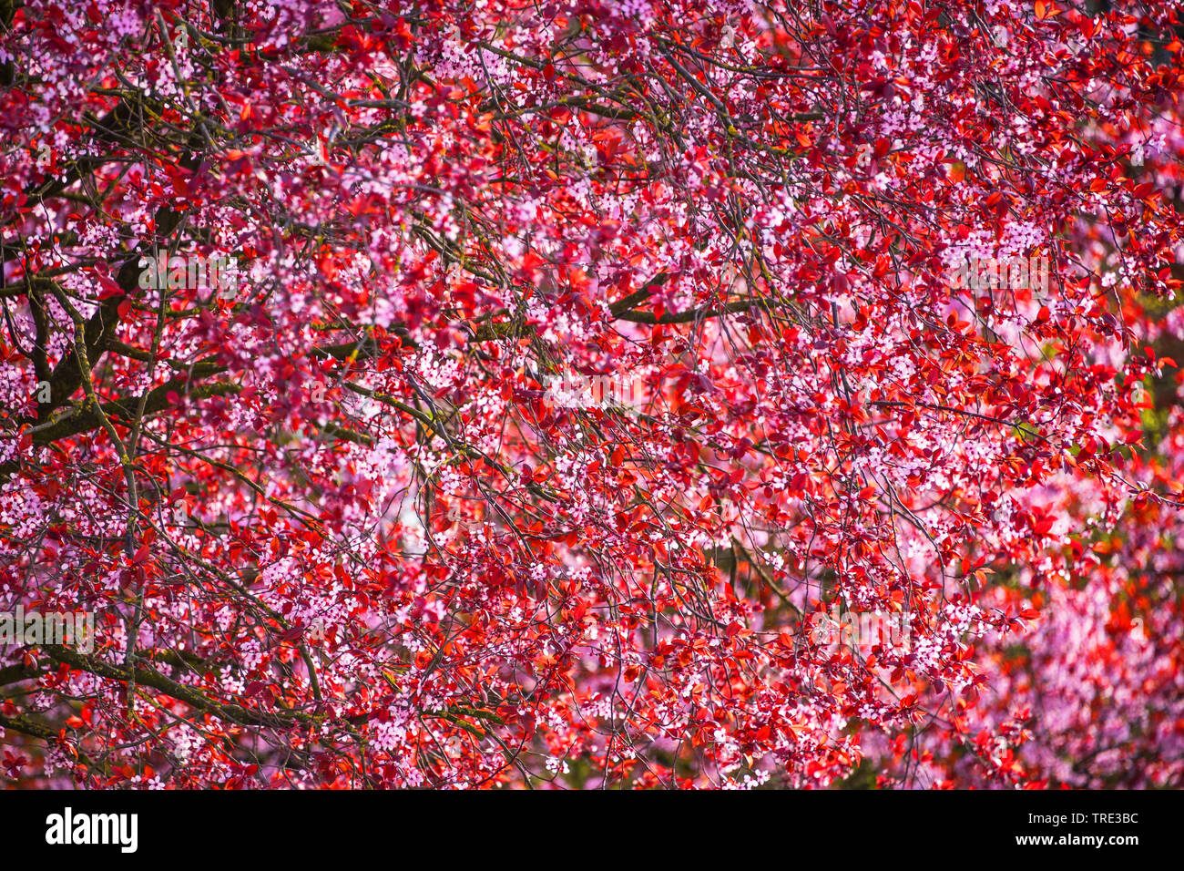 Cherry Plum, le Myrobolan prunier (Prunus cerasifera 'Nigra', Prunus cerasifera nigra), la floraison, l'Allemagne, Rhénanie du Nord-Westphalie Banque D'Images
