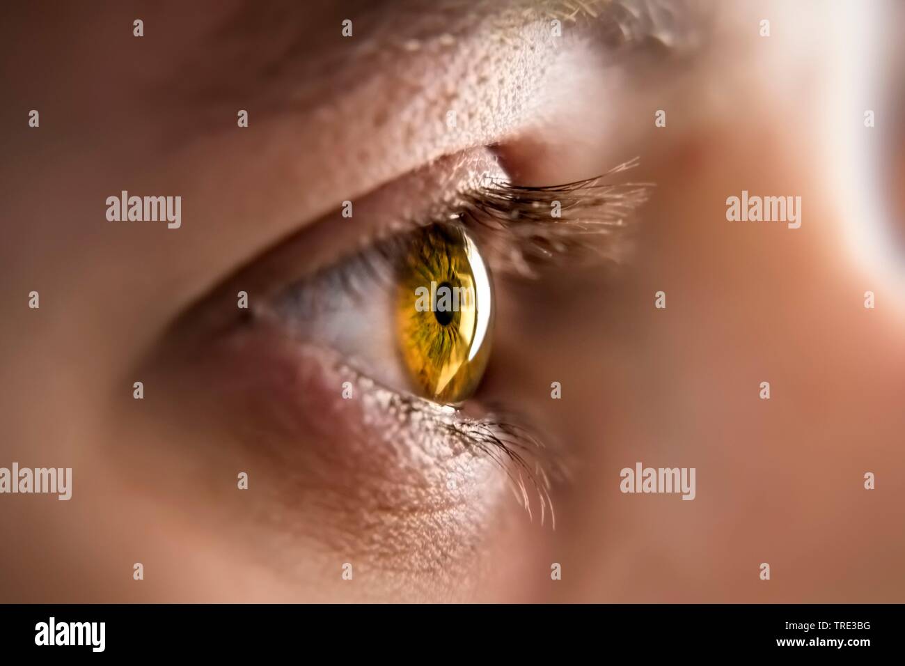 Iris des yeux couleur miel, Bundesrepublik Deutschland Banque D'Images