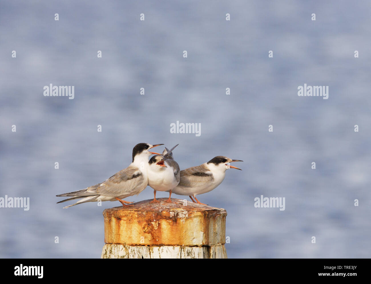 La sterne pierregarin (Sterna hirundo), appelant pour mineurs, Pays-Bas, Terschelling Banque D'Images