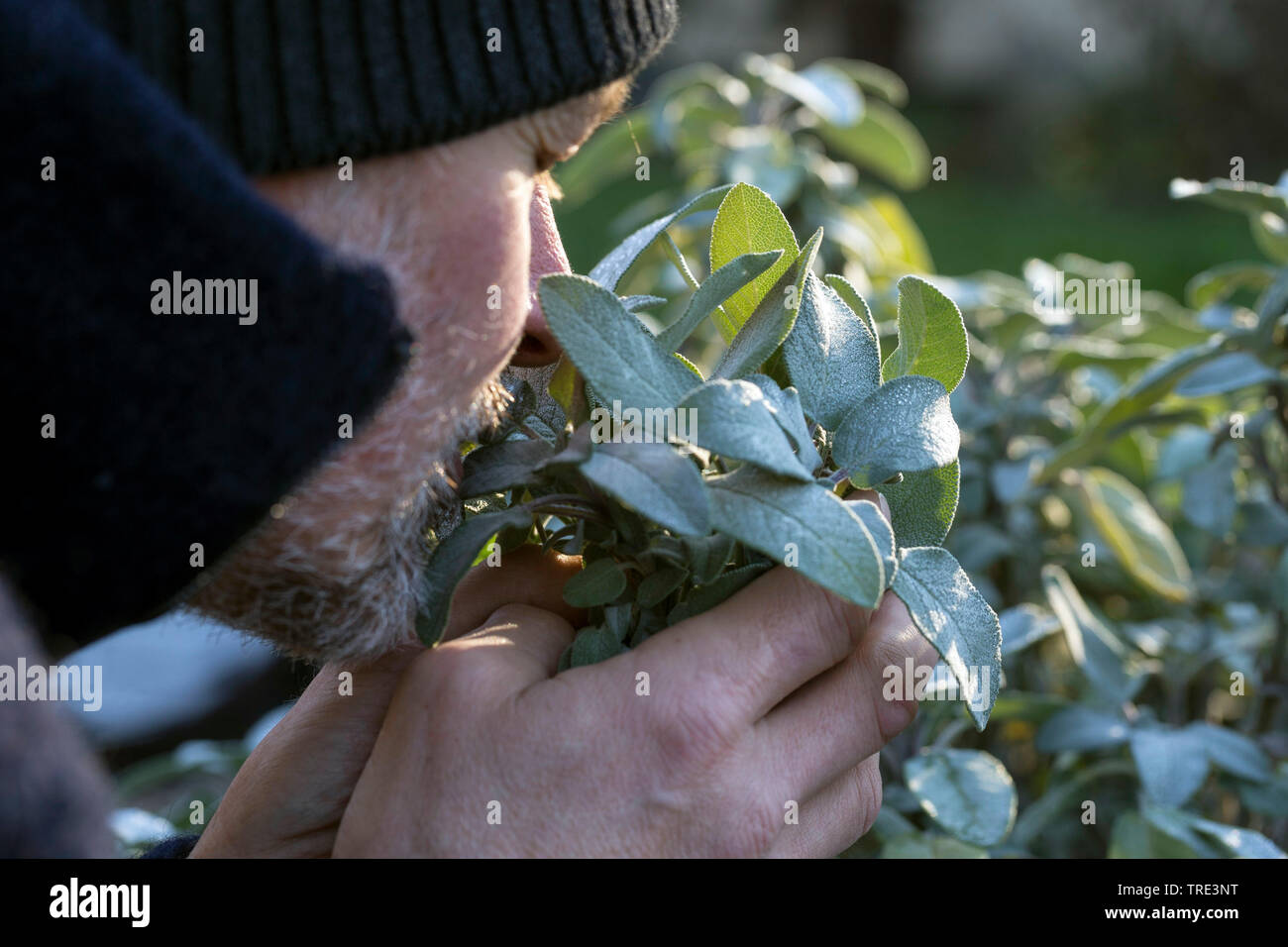 La sauge commune, cuisine sauge (Salvia officinalis), l'homme qui sent à feuilles de sauge, Allemagne Banque D'Images