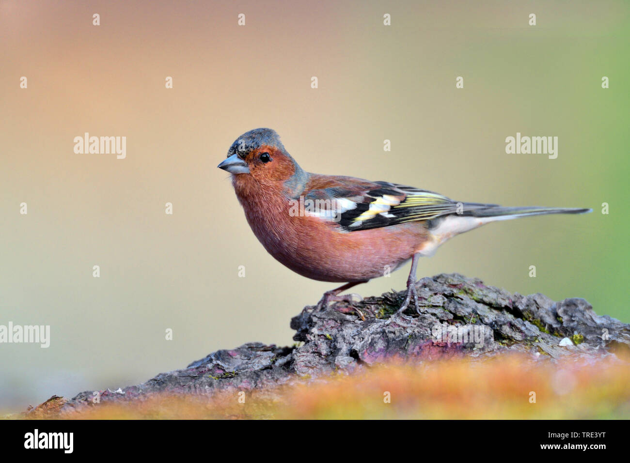 Chaffinch (Fringilla coelebs), sur une branche, l'Allemagne, Rhénanie du Nord-Westphalie Banque D'Images