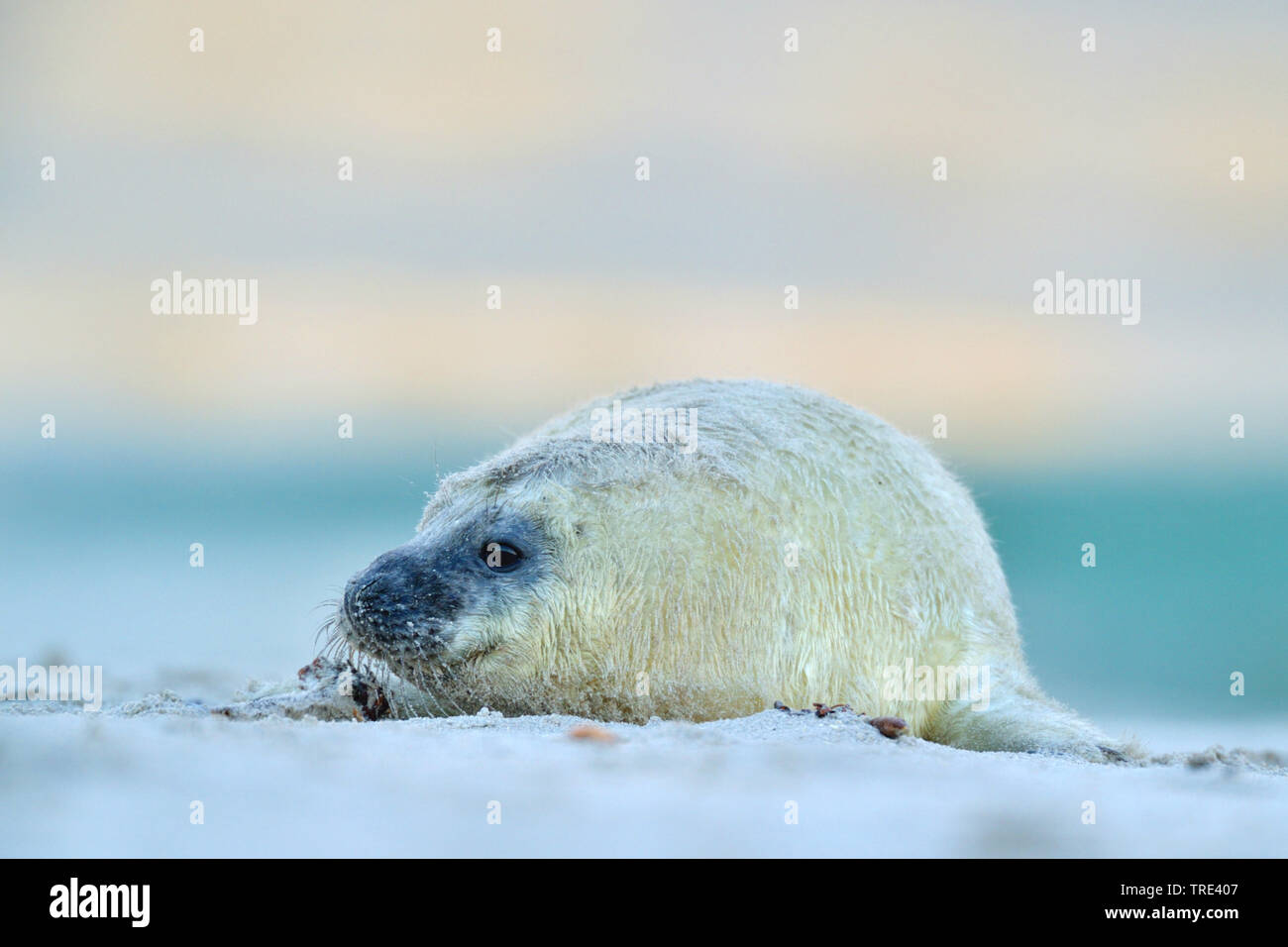 Phoque gris (Halichoerus grypus), les jeunes phoques gris sur la plage, l'Allemagne, Schleswig-Holstein, Helgoland Banque D'Images