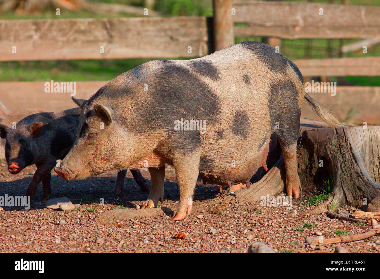 Vietnamese pot-bellied pig (Sus scrofa domestica) f., vue latérale, Allemagne Banque D'Images Vietnamese pot-bellied pig (Sus scrofa domestica) f., vue latérale, Allemagne Banque D'Images