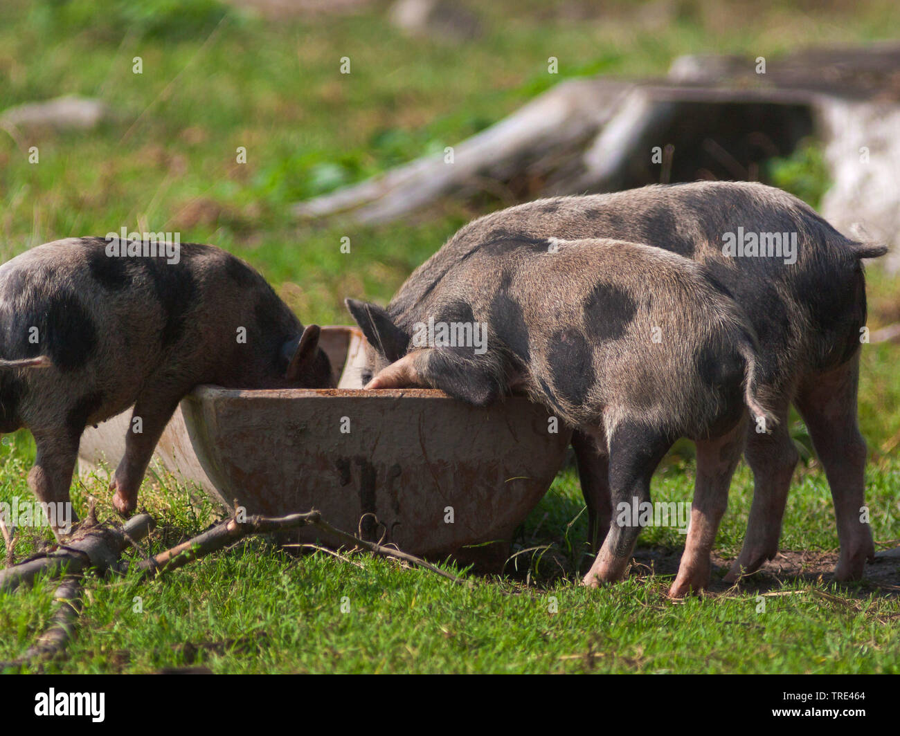 Vietnamese pot-bellied pig (Sus scrofa domestica) f., vue latérale, Allemagne Banque D'Images