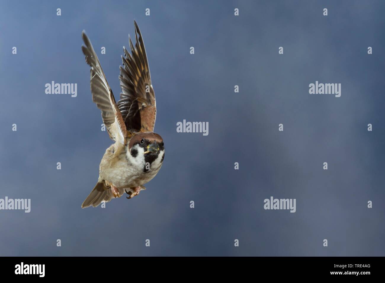 Canard souchet (passer montanus), en vol, la photographie haute vitesse, Allemagne Banque D'Images