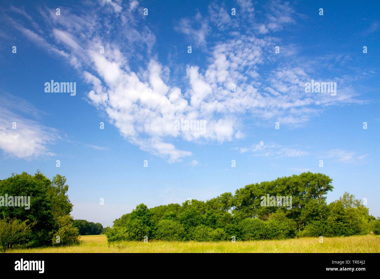 La formation de nuages Altocumulus floccus, Allemagne, Hesse Banque D'Images