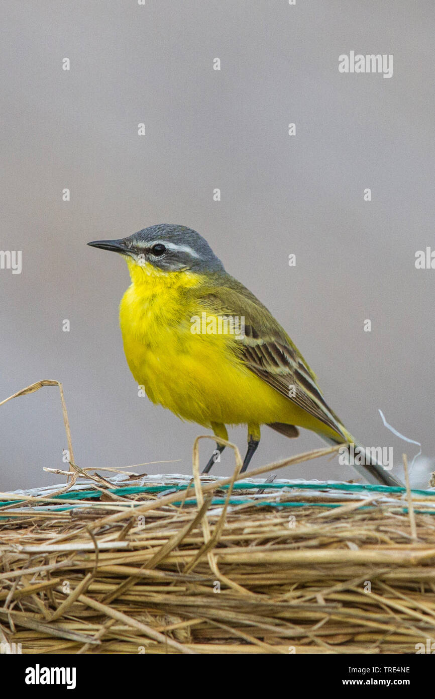 La bergeronnette printanière (Motacilla flava), homme sur la balle de paille, l'Autriche, Burgenland, le parc national de Neusiedler See Banque D'Images