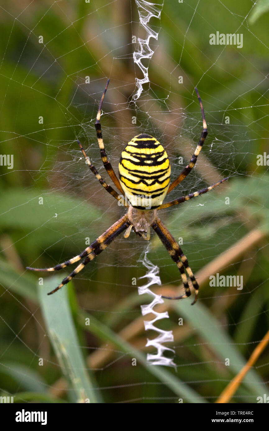 Noir et jaune argiope, noir et jaune spider Argiope bruennichi (jardin), dans son site web, Allemagne Banque D'Images
