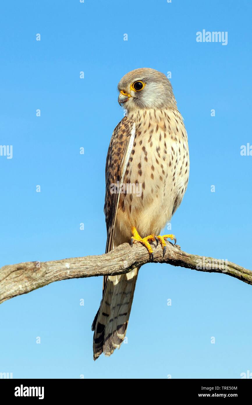 Kestrel Kestrel eurasien, l'Ancien Monde, faucon crécerelle, faucon crécerelle (Falco tinnunculus), assis sur une branche, Allemagne Banque D'Images