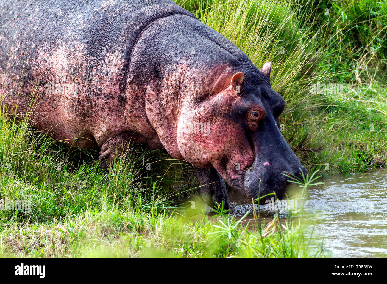 Hippopotame, hippopotame, hippopotame commun (Hippopotamus amphibius), promenades en rivière, Kenya, Kenya, Masai Mara National Park Banque D'Images