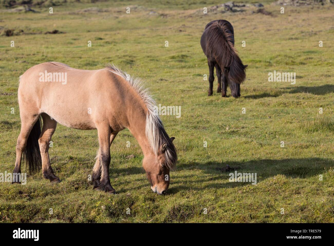 Islandic Horse, cheval islandais, Islande pony (Equus przewalskii f. caballus), deux chevaux pâturage, l'Islande Banque D'Images