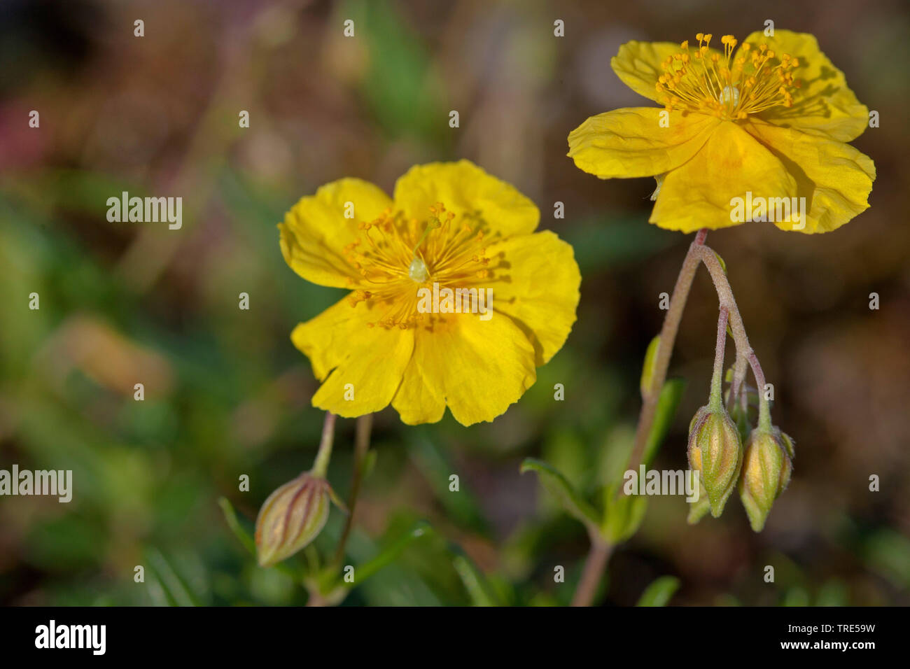 Grande fleur-rock-rose (Helianthemum nummularium subsp. grandiflorum, Helianthemum grandiflorum), des fleurs, de l'Allemagne, la Bavière Banque D'Images